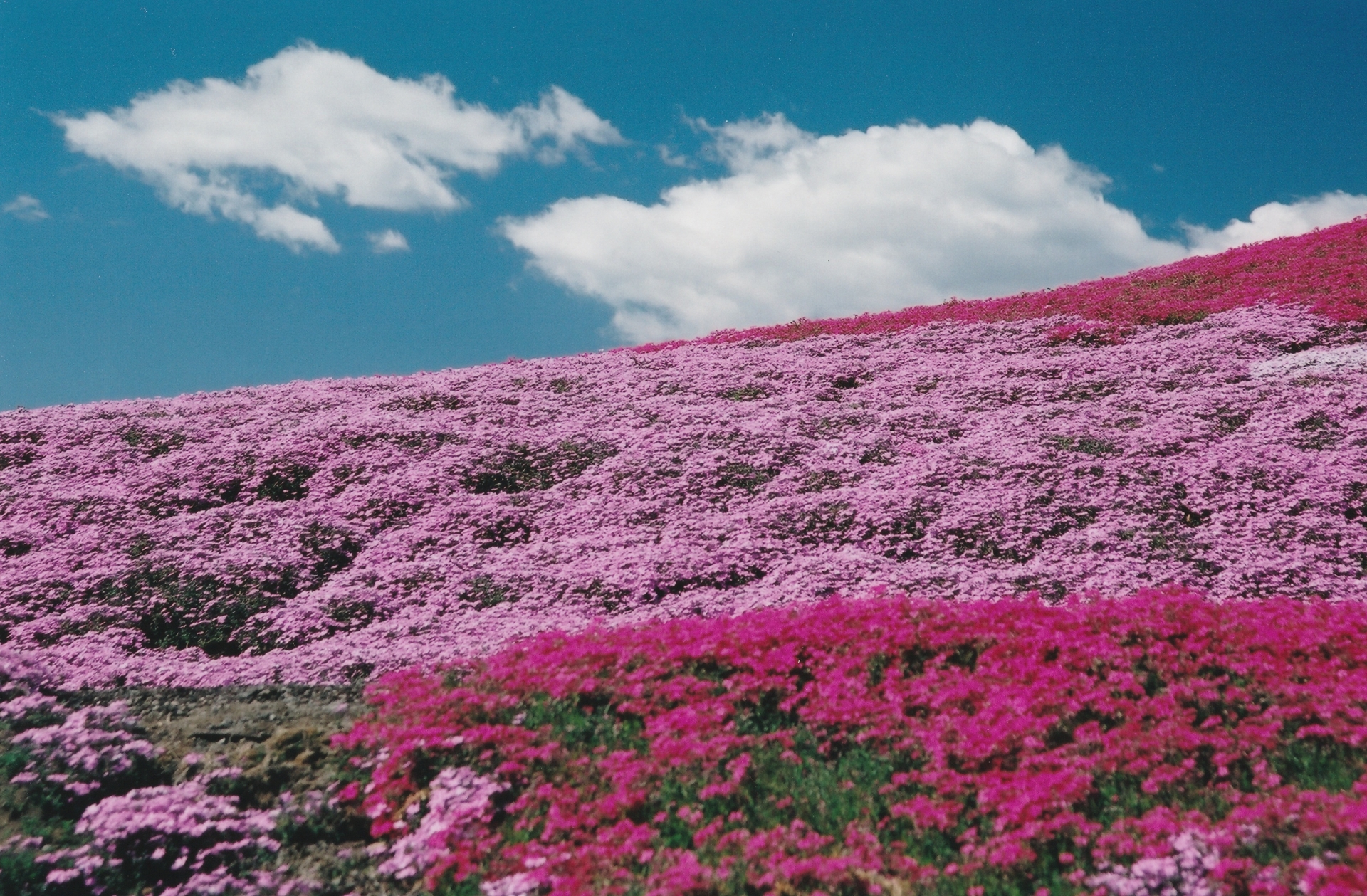 日本語 色鮮やかな芝桜の絨毯 みさと芝桜公園 新着情報 伊香保温泉 福一