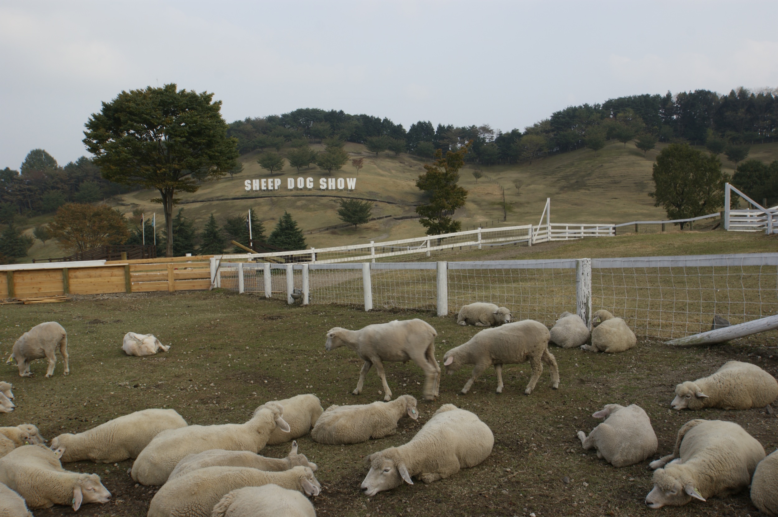 日本語 伊香保グリーン牧場は 旅館から車で約７分 新着情報 伊香保温泉 福一