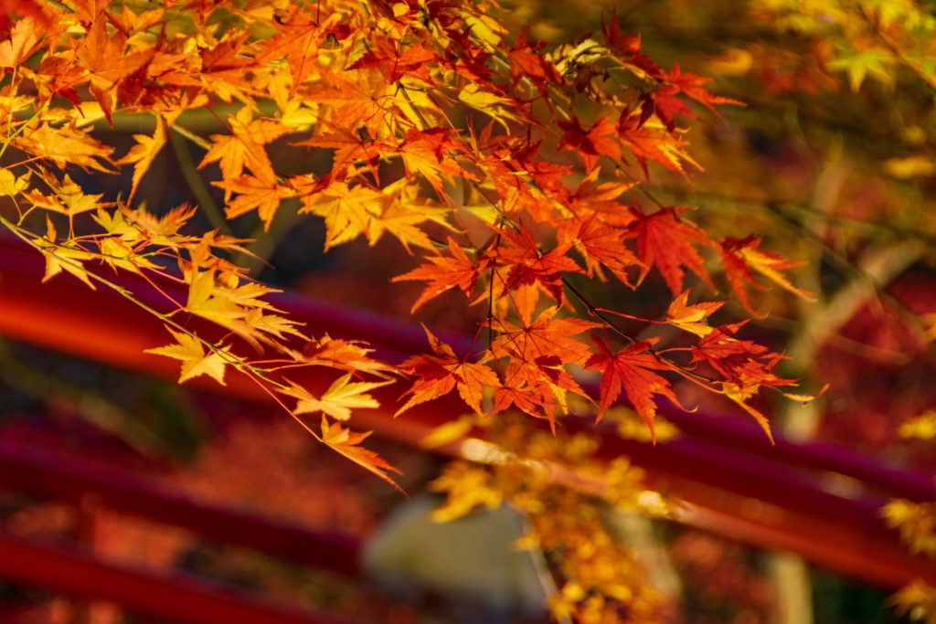 伊香保温泉・河鹿橋の紅葉ライトアップ（伊香保温泉福一から徒歩圏の絶景スポット）